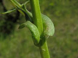 Attēlu rezultāti vaicājumam “Barbarea vulgaris subsp. arcuata”