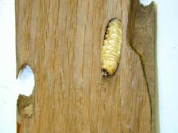 Attēlu rezultāti vaicājumam “Cerambycidae larva”