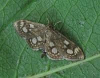 Attēlu rezultāti vaicājumam “Anania coronata”