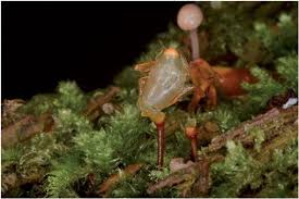 Attēlu rezultāti vaicājumam “Buxbaumia aphylla sporophyte”