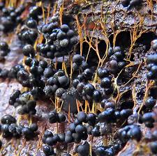 Attēlu rezultāti vaicājumam “Badhamia lilacina sessile”