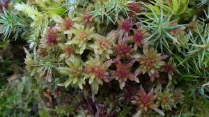 Attēlu rezultāti vaicājumam “Sphagnum warnstorfii”