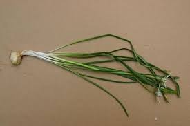 Attēlu rezultāti vaicājumam “Craterium aureonucleatum young”