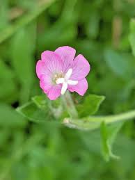 Image result for Epilobium hirsutum