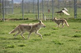 Image result for Clyde Valley Predators