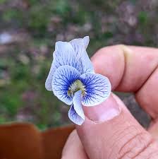 Attēlu rezultāti vaicājumam “Viola sororia flower”