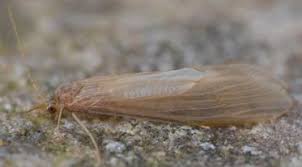 Attēlu rezultāti vaicājumam “Oecetis ochracea”