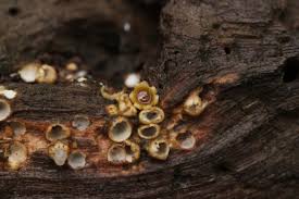 Attēlu rezultāti vaicājumam “Sphaerobolus stellatus”