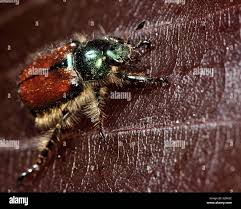 Attēlu rezultāti vaicājumam “Phyllopertha horticola”