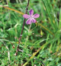Attēlu rezultāti vaicājumam “Geranium palustre fruit”