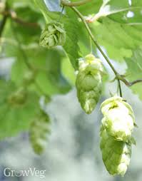 Attēlu rezultāti vaicājumam “Humulus lupulus bud”