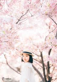 「桃井桜」の画像検索結果