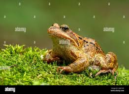 Attēlu rezultāti vaicājumam “Rana temporaria”