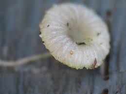 Attēlu rezultāti vaicājumam “Neocudoniella albiceps”