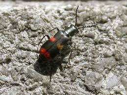 Attēlu rezultāti vaicājumam “Anthocomus fasciatus”