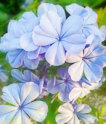 Attēlu rezultāti vaicājumam “Plumbaginaceae”