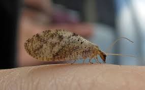 Attēlu rezultāti vaicājumam “Anacampsis blatariella”