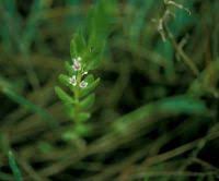 Attēlu rezultāti vaicājumam “Glaux maritima leaf”