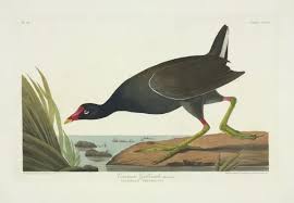 Attēlu rezultāti vaicājumam “Gallinula chloropus”