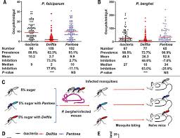 Attēlu rezultāti vaicājumam “Symphytocarpus trechisporus plasmodium”