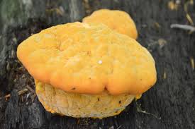 Attēlu rezultāti vaicājumam “Hapalopilus croceus”