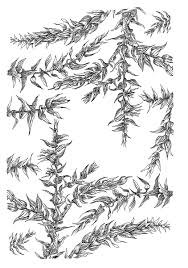 Attēlu rezultāti vaicājumam “Eurhynchium hians”