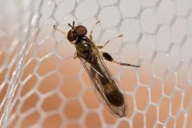 Attēlu rezultāti vaicājumam “Bayeriola thymicola”