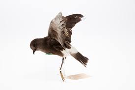 Image result for Oceanites oceanicus