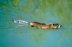 Attēlu rezultāti vaicājumam “Ondatra zibethicus”