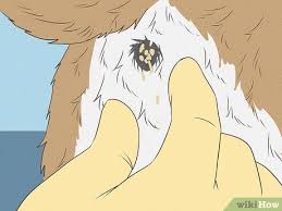 Image result for cestoda excrement dog