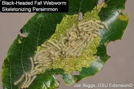 Attēlu rezultāti vaicājumam “Comatricha ellae stalked”