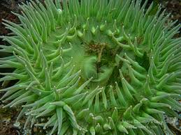 Image result for Anemonenarten