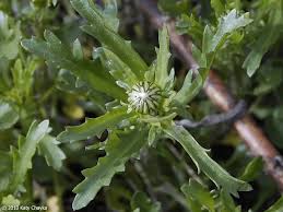 Attēlu rezultāti vaicājumam “Leucanthemum vulgare leaf”