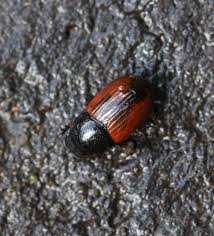 Attēlu rezultāti vaicājumam “Aphodius subterraneus imago”