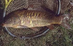 Image result for Cyprinus carpio