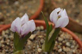 Attēlu rezultāti vaicājumam “Colchicum szovitsii subsp. szovitsii”