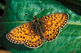 Attēlu rezultāti vaicājumam “Boloria eunomia underside”