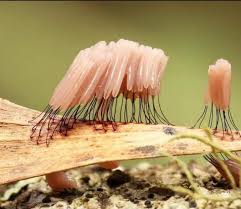 Attēlu rezultāti vaicājumam “myxomicetes”