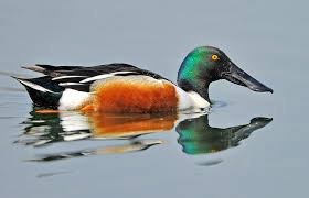 Attēlu rezultāti vaicājumam “Anas clypeata”