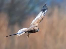 Image result for Pembrokeshire Harriers