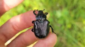 Attēlu rezultāti vaicājumam “Osmoderma barnabita”