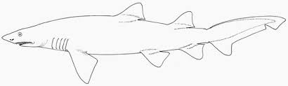 Image result for Carcharias taurus