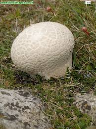 Attēlu rezultāti vaicājumam “Calvatia utriformis”