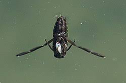 Attēlu rezultāti vaicājumam “Notonecta glauca”