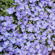 Image result for Aubrieta hybrida (cultorum)