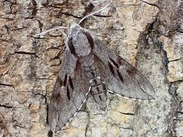 Attēlu rezultāti vaicājumam “Sphinx pinastri”