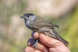 Attēlu rezultāti vaicājumam “Sylvia atricapilla”