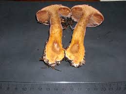 Attēlu rezultāti vaicājumam “Cortinarius traganus”