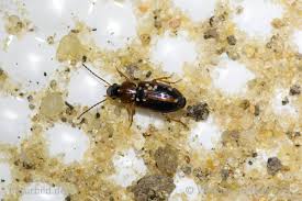 Attēlu rezultāti vaicājumam “Acupalpus flavicollis”