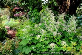 Image result for Aruncus dioicus
